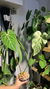 Anthurium Regale en internet