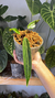 Anthurium Warocqueanum 3 - comprar online