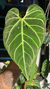 Anthurium Regale - tienda online