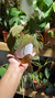 Philodendron Micans