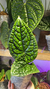 Anthurium Luxurians Regular (Verde) - comprar online