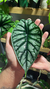 Alocasia Dragon Scale