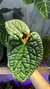 Anthurium Luxurians Silver 1 - comprar online