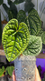 Anthurium Luxurians Silver 2 - comprar online