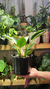 Philodendron Birkin - comprar online