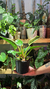 Philodendron Birkin - comprar online