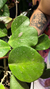 Hoya Obovata
