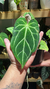 Anthurium Crystallinum - comprar online