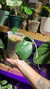 Hoya Obovata