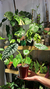 Alocasia Dragon Scale - comprar online