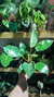 Philodendron Birkin