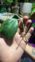 Hoya Obovata en internet
