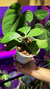 Hoya Kerrii mediana - comprar online