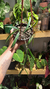 Hoya Shepherdii