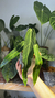 Anthurium Warocqueanum 1 - comprar online