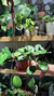 Hoya Obovata en internet
