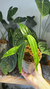 Anthurium Warocqueanum 2 - comprar online