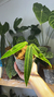 Anthurium Warocqueanum 4 - comprar online