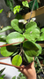 Hoya Obovata - comprar online