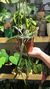 Hoya Shepherdii - comprar online