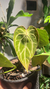 Anthurium Crystallinum