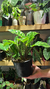 Calathea Zebrina (Goeppertia Zebrina) - comprar online