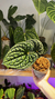 Anthurium Luxurians Silver 4 - comprar online
