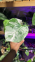 Monstera albo variegata