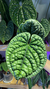 Anthurium Luxurians Silver 3 - comprar online