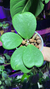 Hoya Kerrii Pequeña