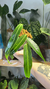 Anthurium Warocqueanum 6 - comprar online
