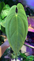 Anthurium Papillilaminum en internet