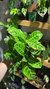 Calathea Zebrina (Goeppertia Zebrina)