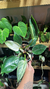Philodendron Birkin