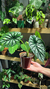 Alocasia Dragon Scale - comprar online