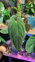 Anthurium Papillilaminum