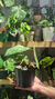 Anthurium Crystallinum - comprar online