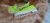 Mocassim Sheffield