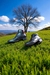 Bota Coimbra 04 - comprar online