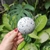 CABIDEIRO ESFERA 7 CM - comprar online