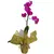 ORQUÍDEA PHALAENOPSIS PARA PRESENTE