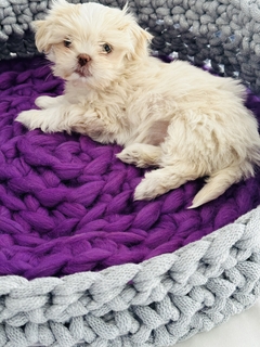 Colchón Pets - tienda online