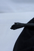 no-face na internet