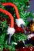 Santa Jack na internet