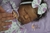 Bebê Reborn kit sweetie negra - Emily Reborn