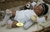 Bebê Reborn kit sweetie negra na internet
