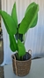 Planta artificial ave de Paraíso 120cm