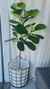 Planta Artificial Hoja de Violín 150cm