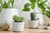Plantas Curativas-Cactáceas