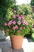 ROSAS DECORATIVAS PARA OFICINA - comprar online
